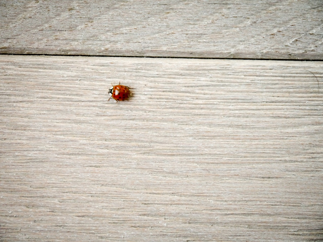 ladybug wood ground free photo