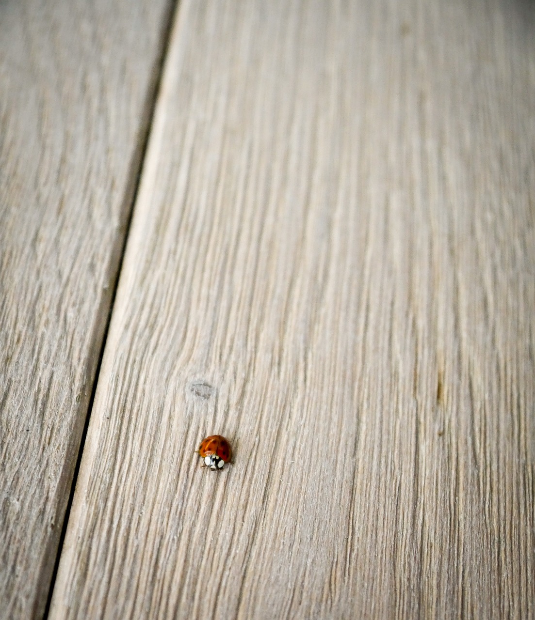 ladybug wood ground free photo