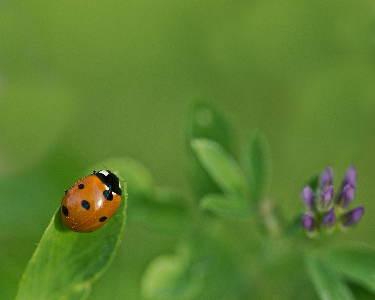 ladybug klee alfalfa free photo