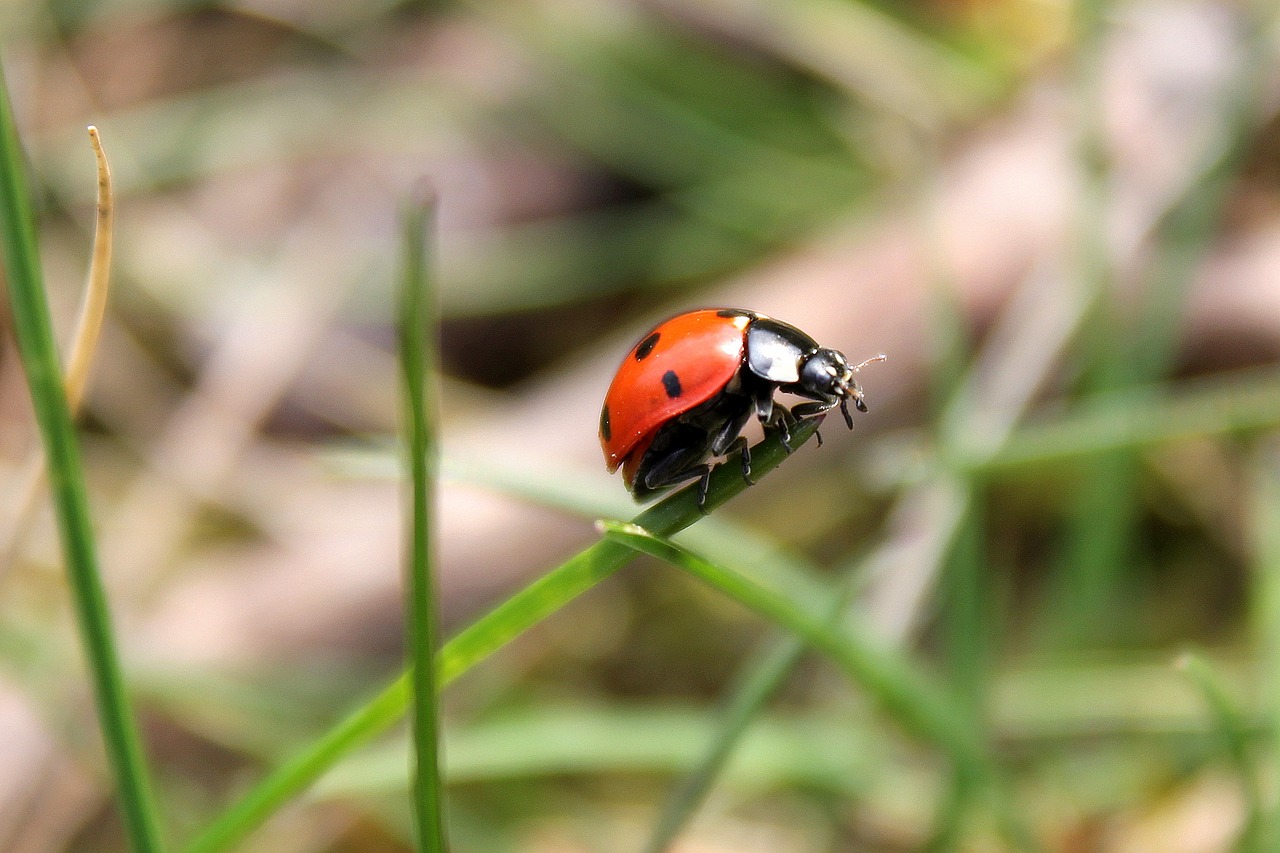 ladybug grass meadow free photo