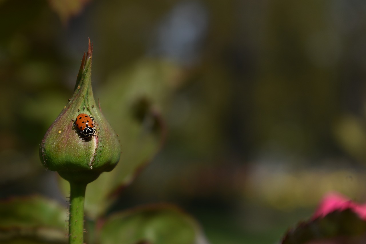 ladybug nature insect free photo