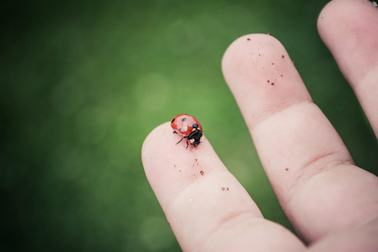 ladybug hand finger free photo