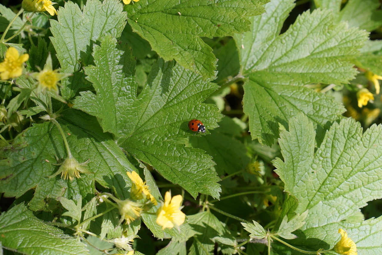 ladybug garden meadow free photo