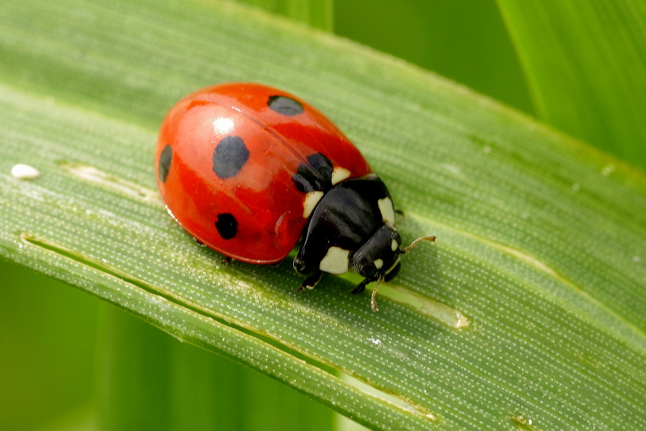 ladybug insect red free photo