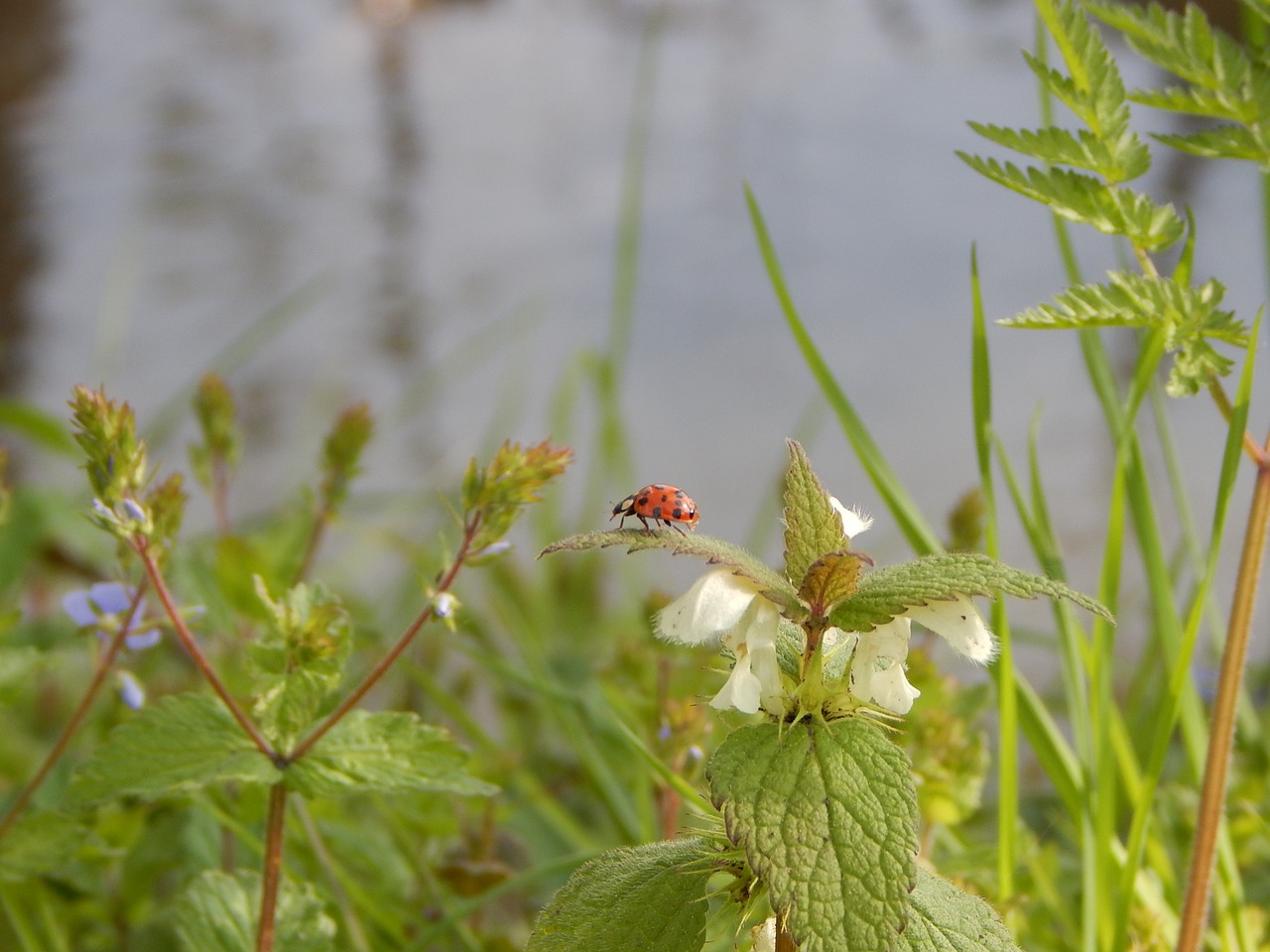 ladybug nature insect free photo