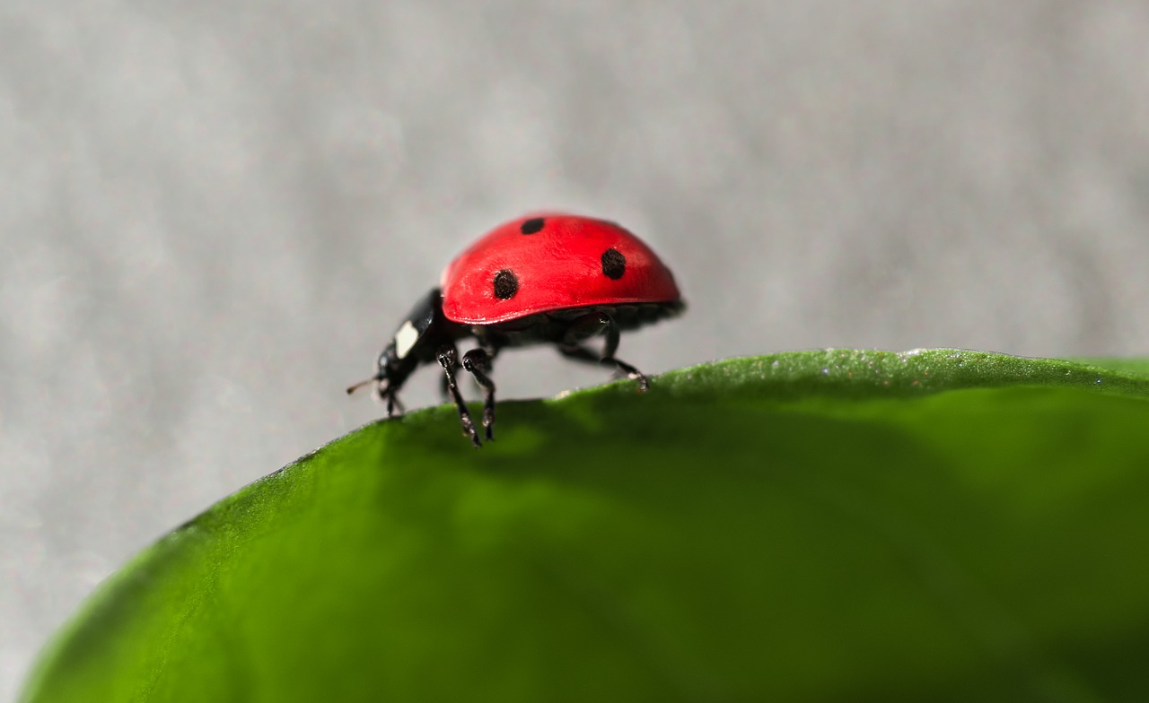 ladybug insect bug free photo