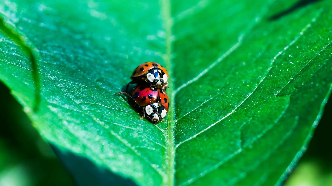 ladybug pairing insect free photo