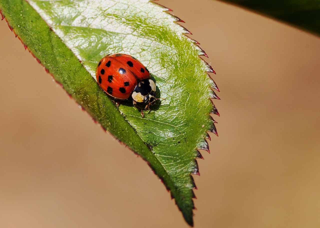 ladybug insect nature free photo