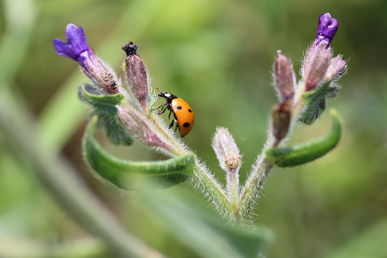 ladybug bugs flower free photo