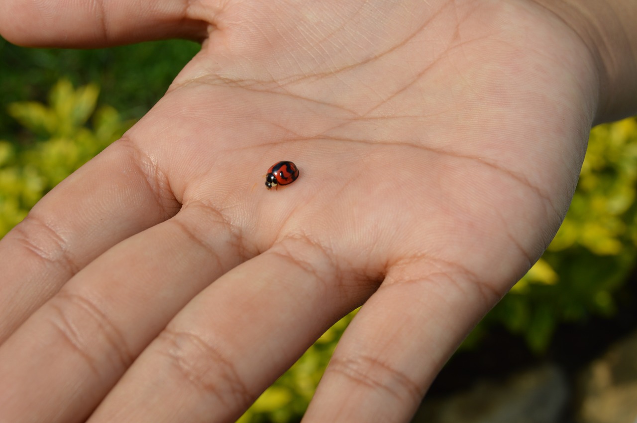 ladybug animal in hand animals free photo