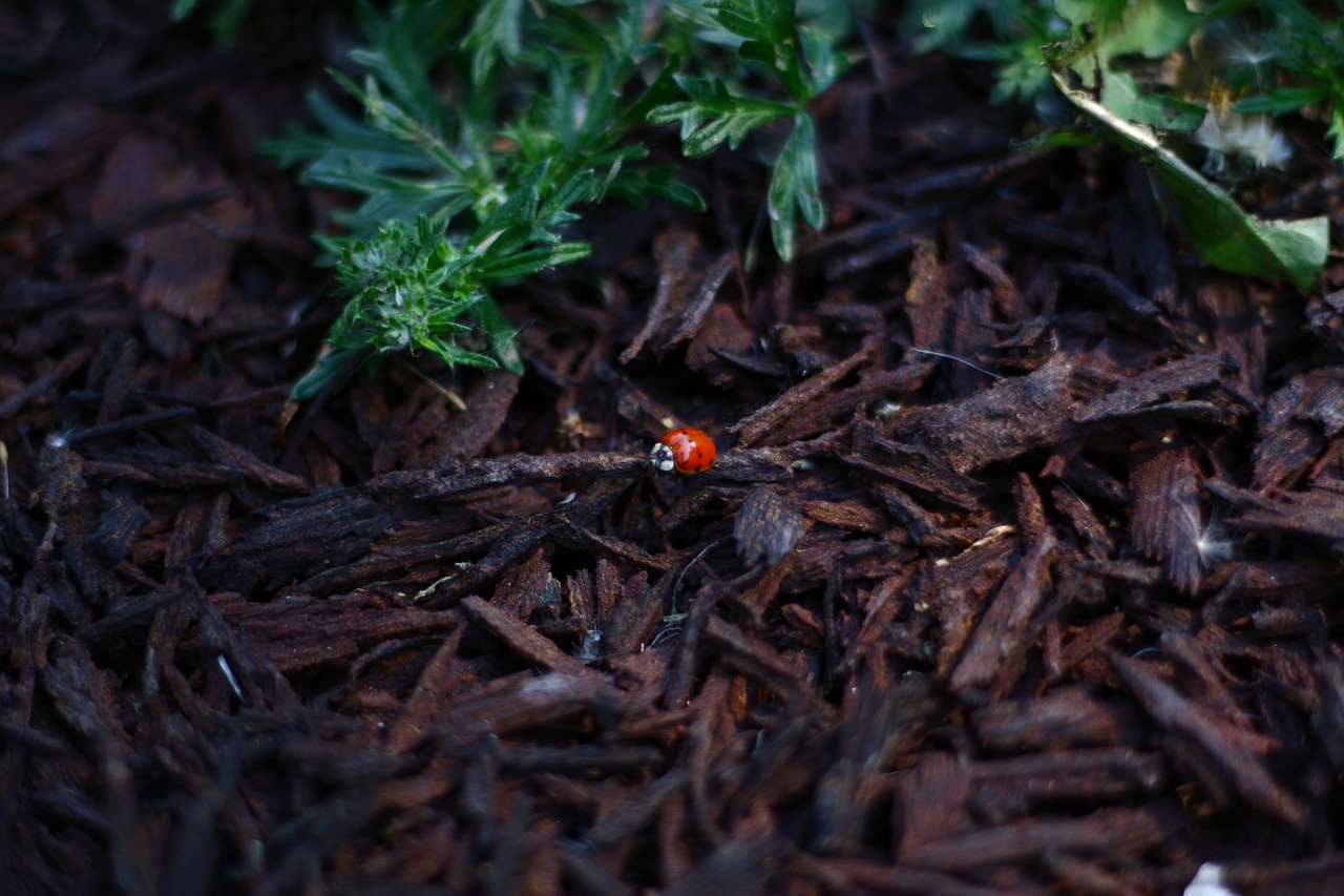 ladybug red foliage free photo