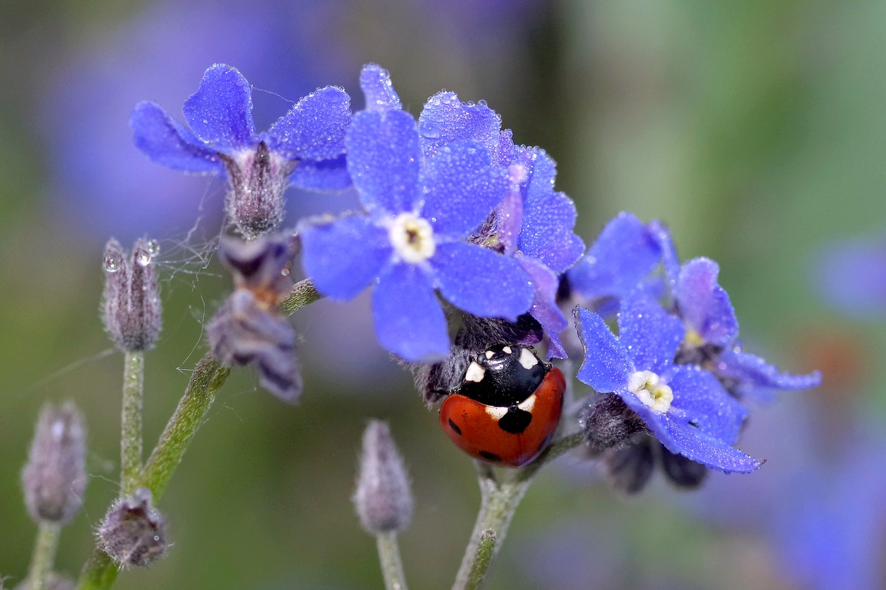 ladybug nots blue free photo