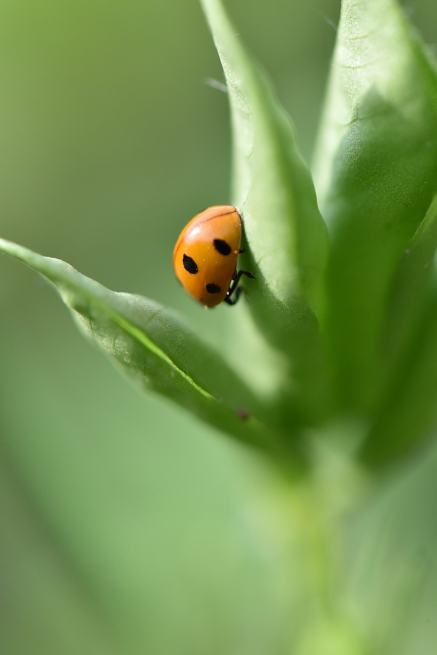 ladybug peanut peanut pests free photo