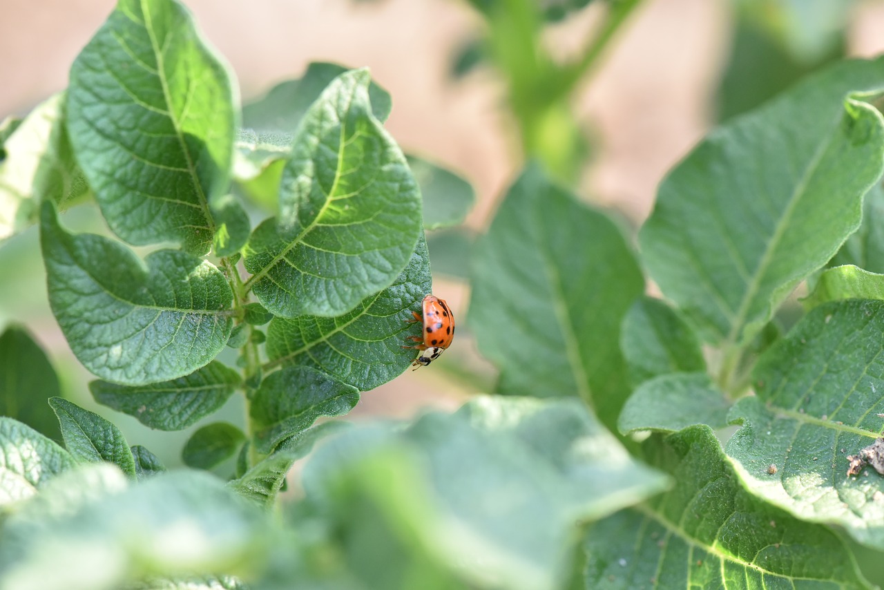 ladybug potato potatoes pest free photo