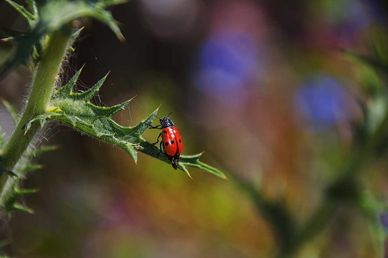 ladybug insect nature free photo