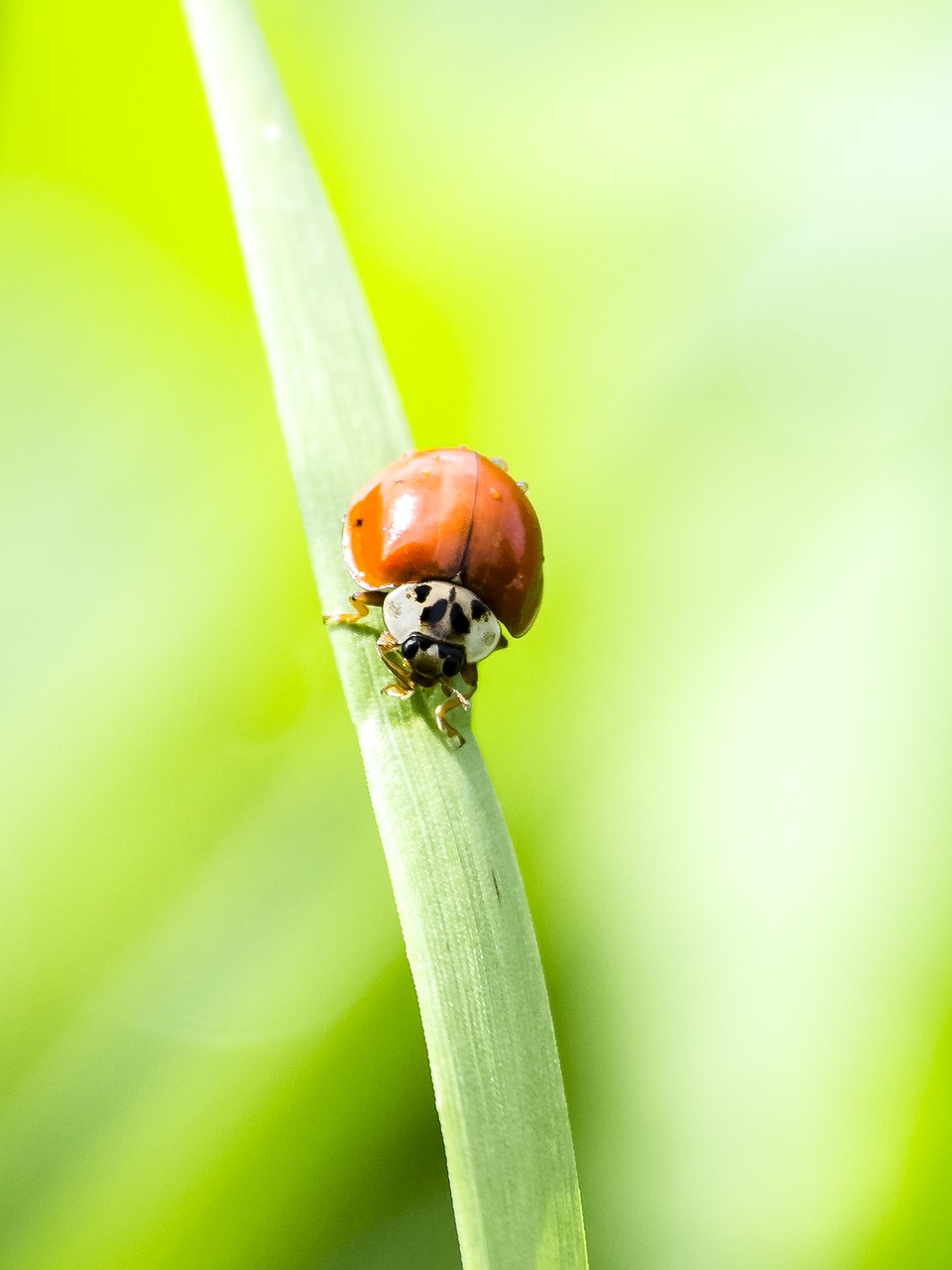 ladybug beetle insect free photo