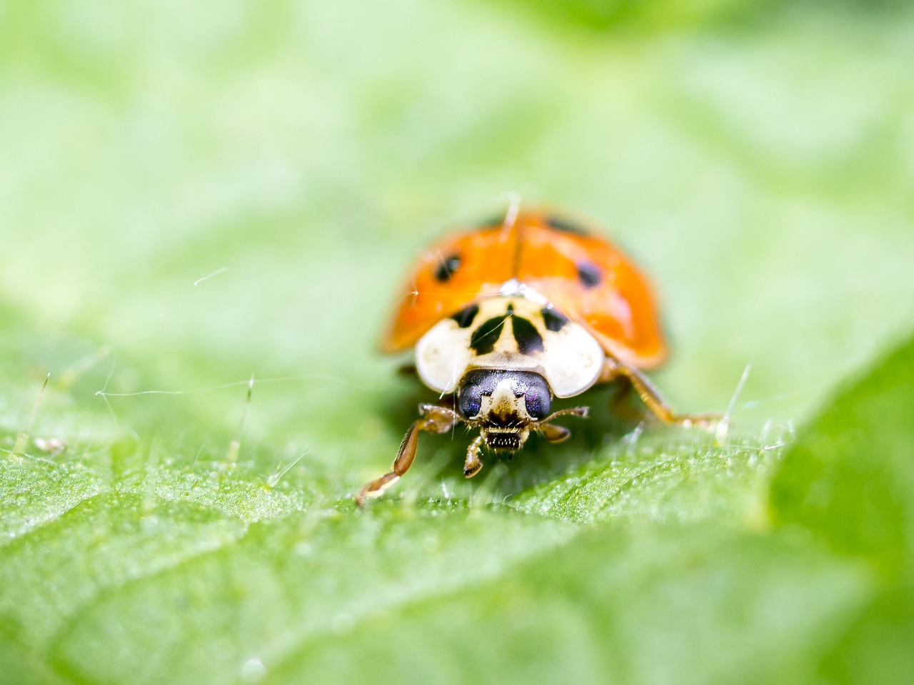 ladybug beetle insect free photo