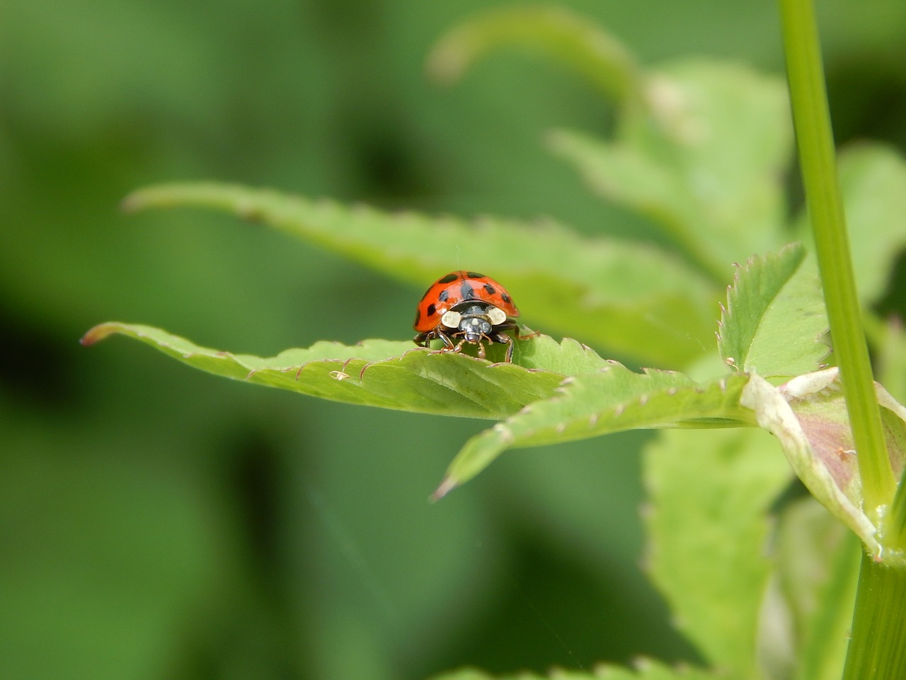 ladybug macro insect free photo