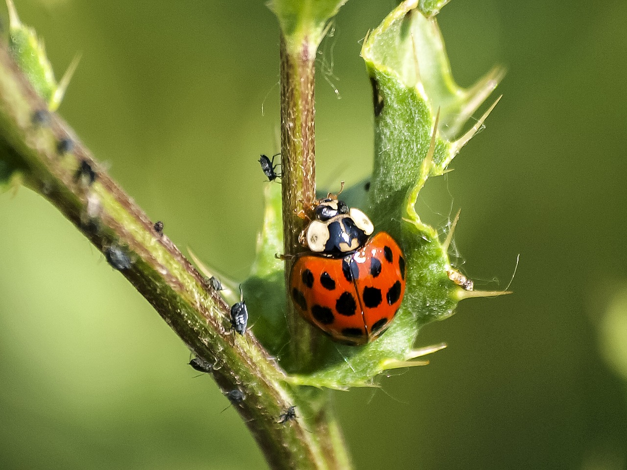 ladybug beetle insect free photo