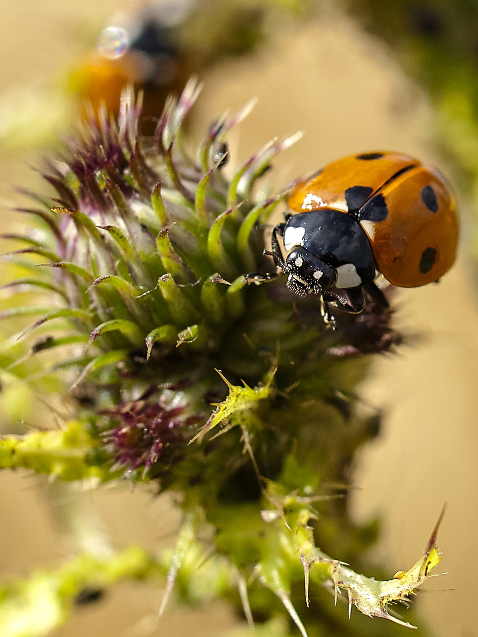 ladybug beetle insect free photo