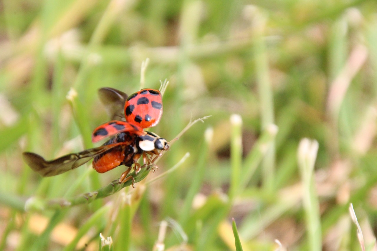 ladybug departure grass free photo