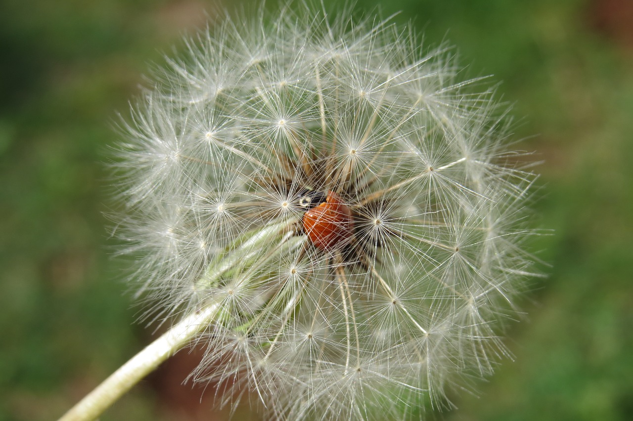 ladybug dandelion insect free photo