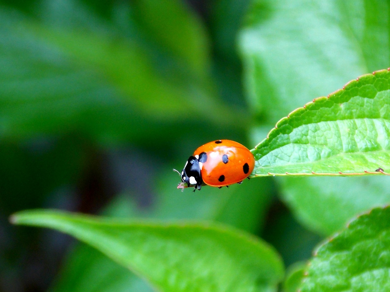 ladybug beetle garden free photo