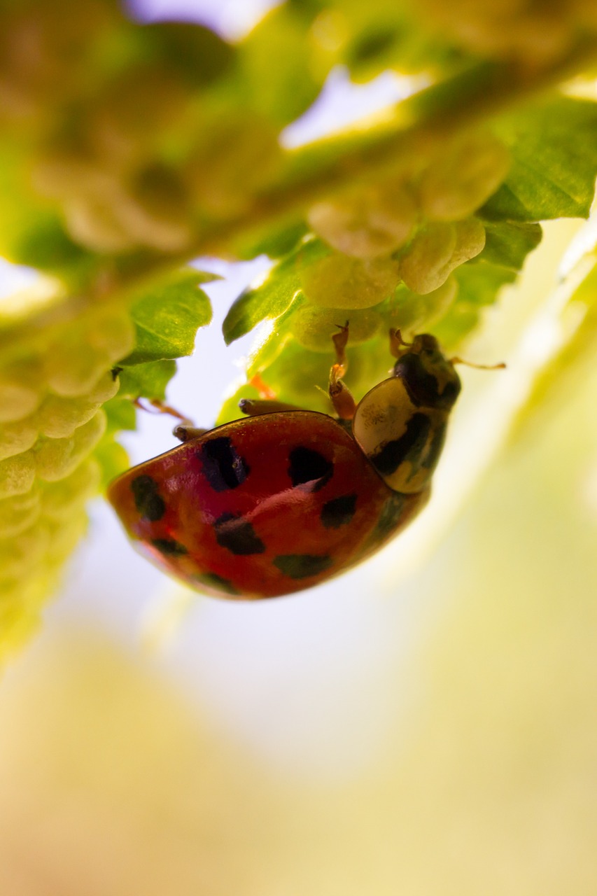 ladybug nature macro free photo