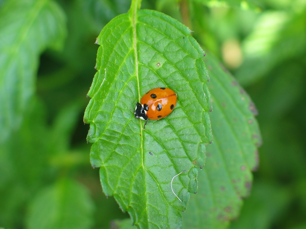 ladybug bug beetle free photo