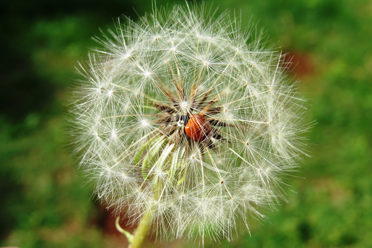 ladybug insect dandelion free photo