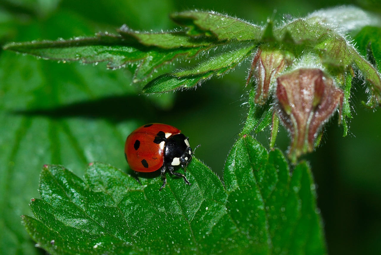 ladybug leaf nature free photo