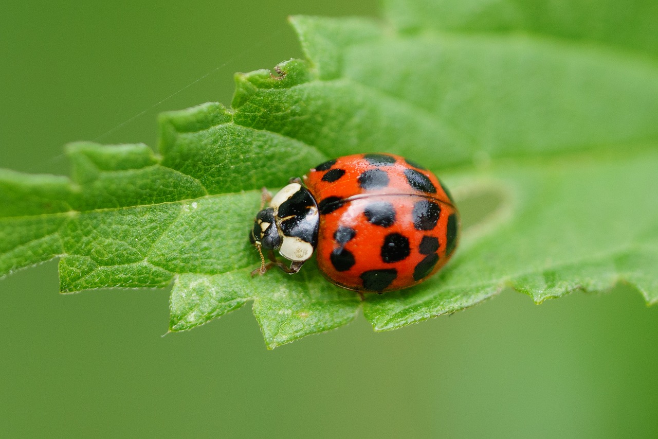 ladybug red macro free photo