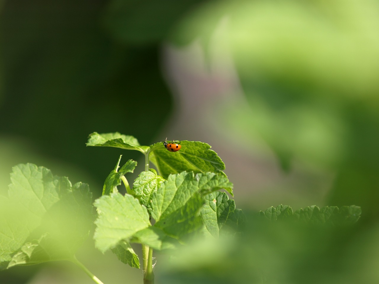 ladybug insect beetle free photo