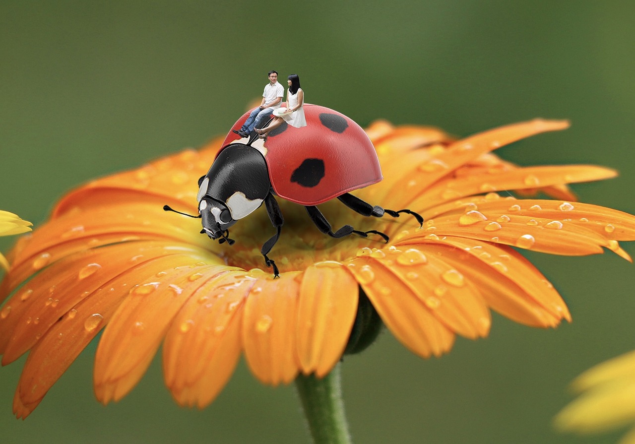 ladybug flower human free photo