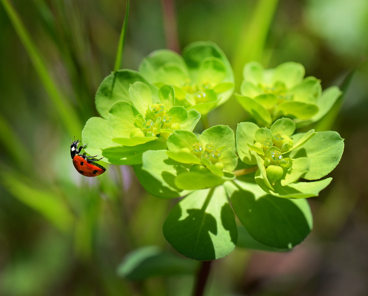 ladybug nature macro free photo