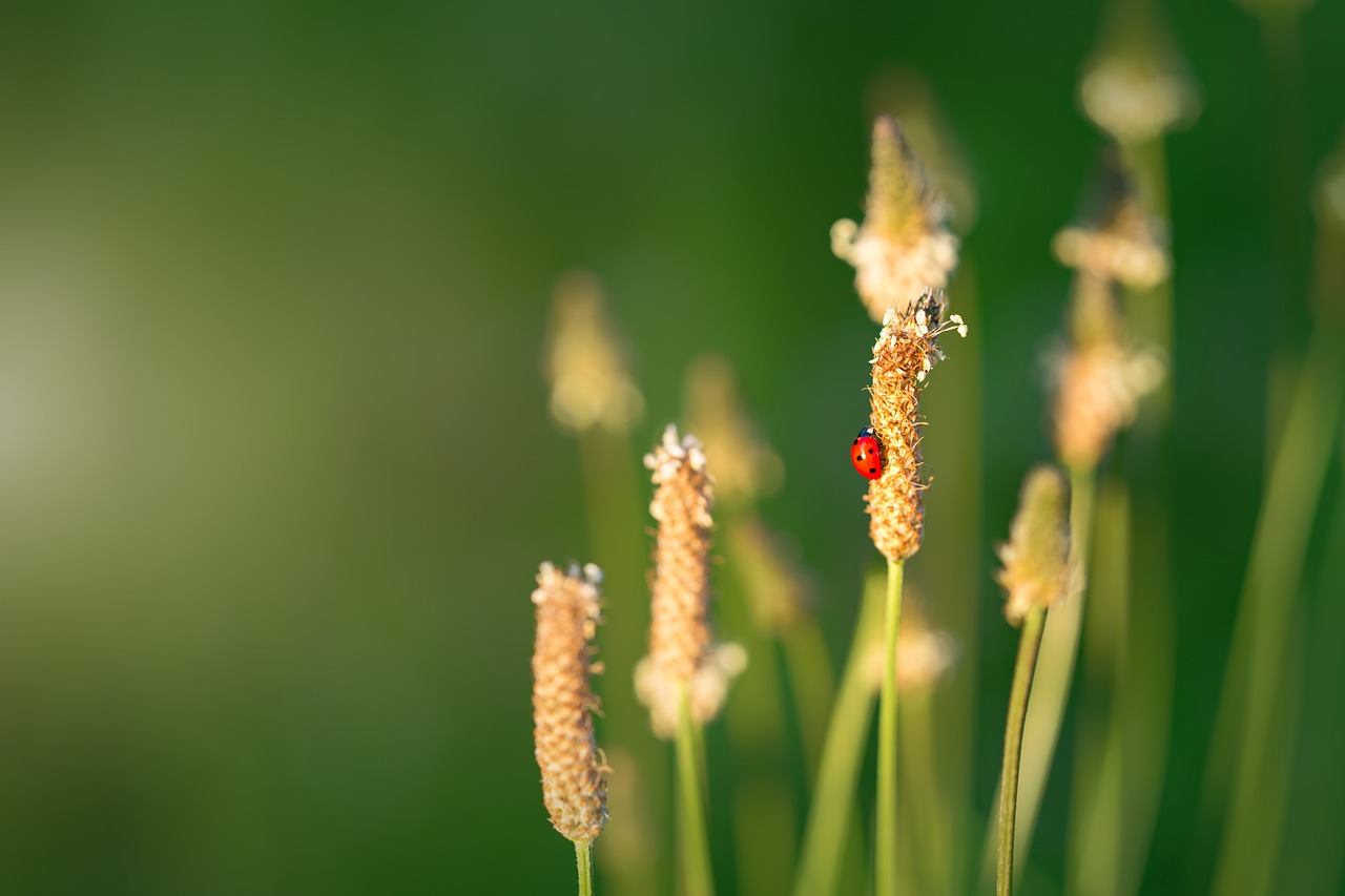 ladybug background ladybird free photo