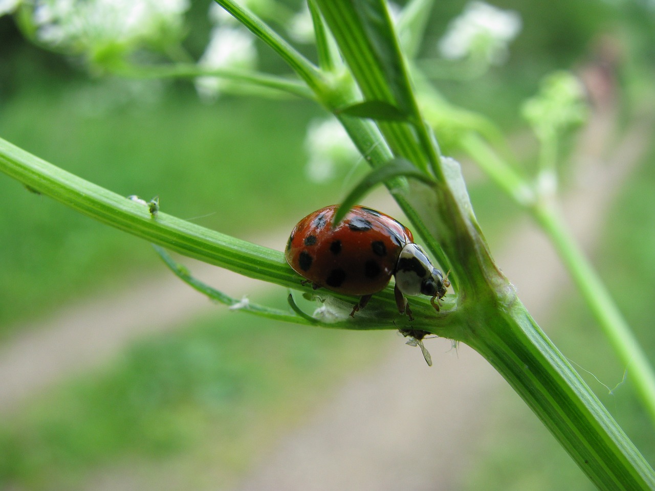 ladybug nature bug free photo