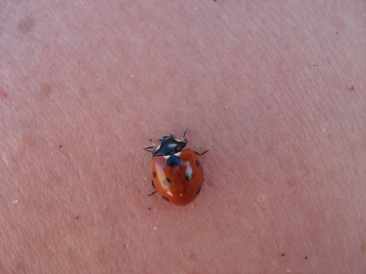 ladybug mariquita insects free photo