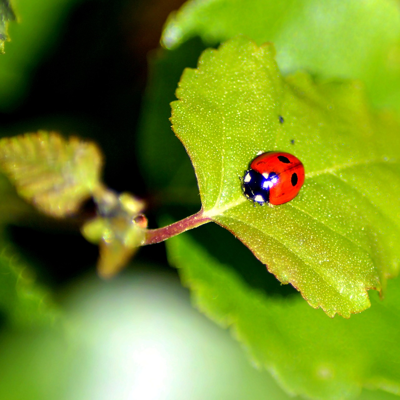 ladybug red ladybug leaf free photo