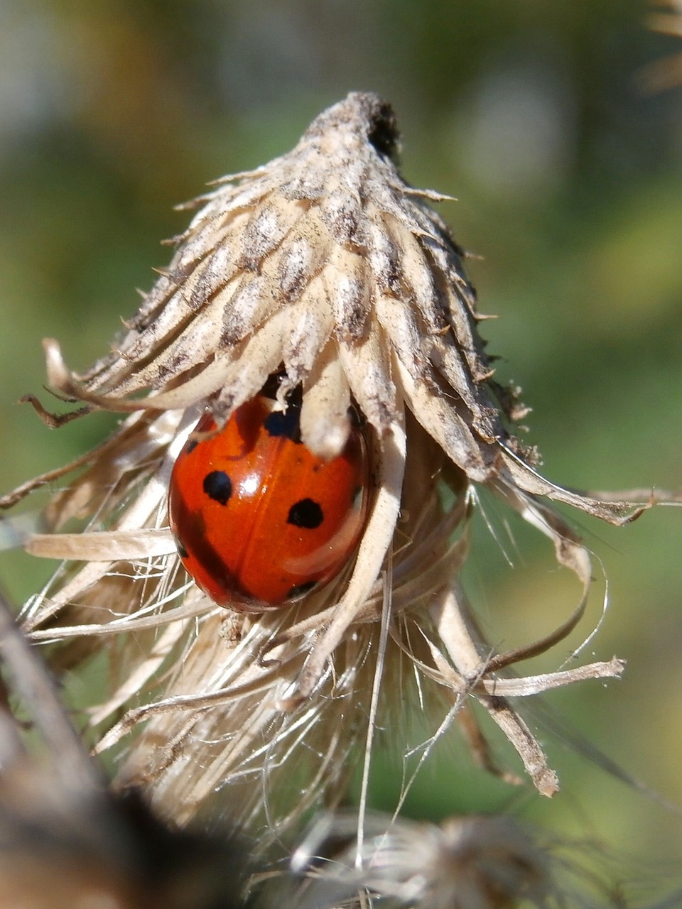 ladybug insect nature free photo