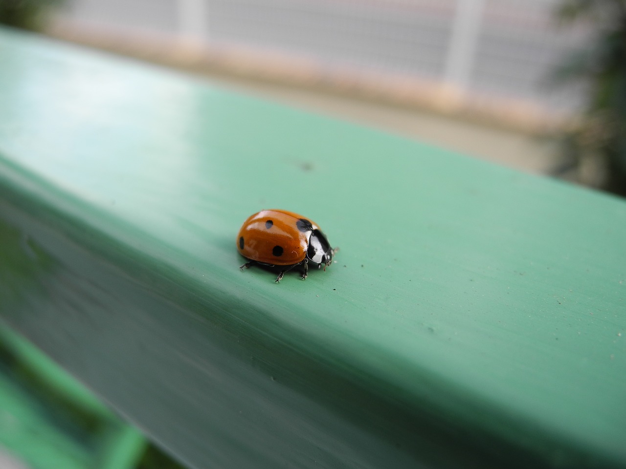 ladybug animal macro free photo