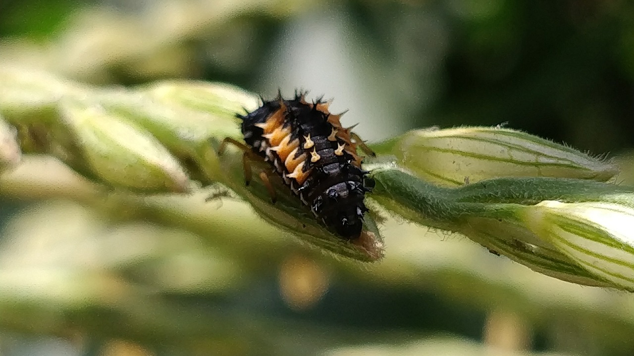 ladybug larva grass free photo