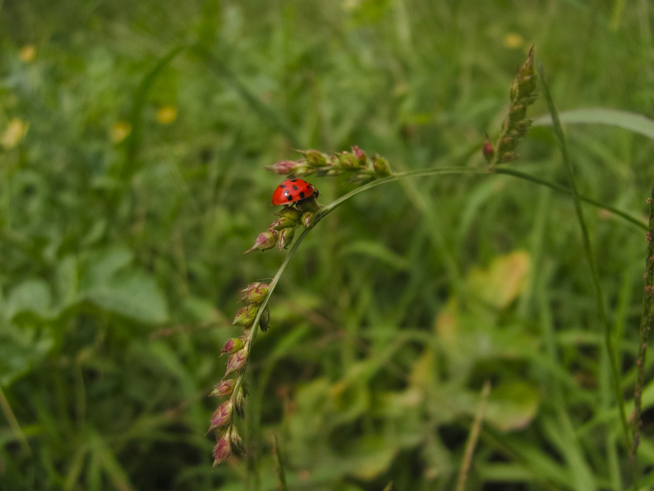 ladybug grass summer free photo