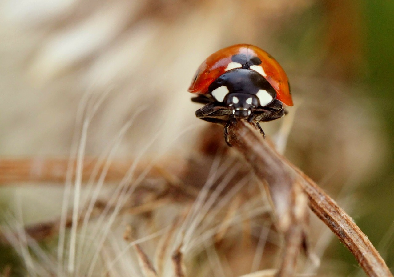 ladybug beetle lucky charm free photo