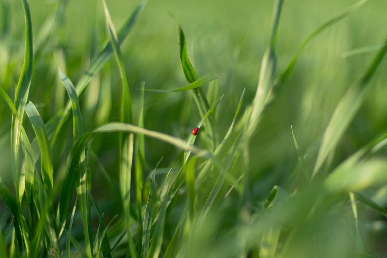 ladybug green grass free photo