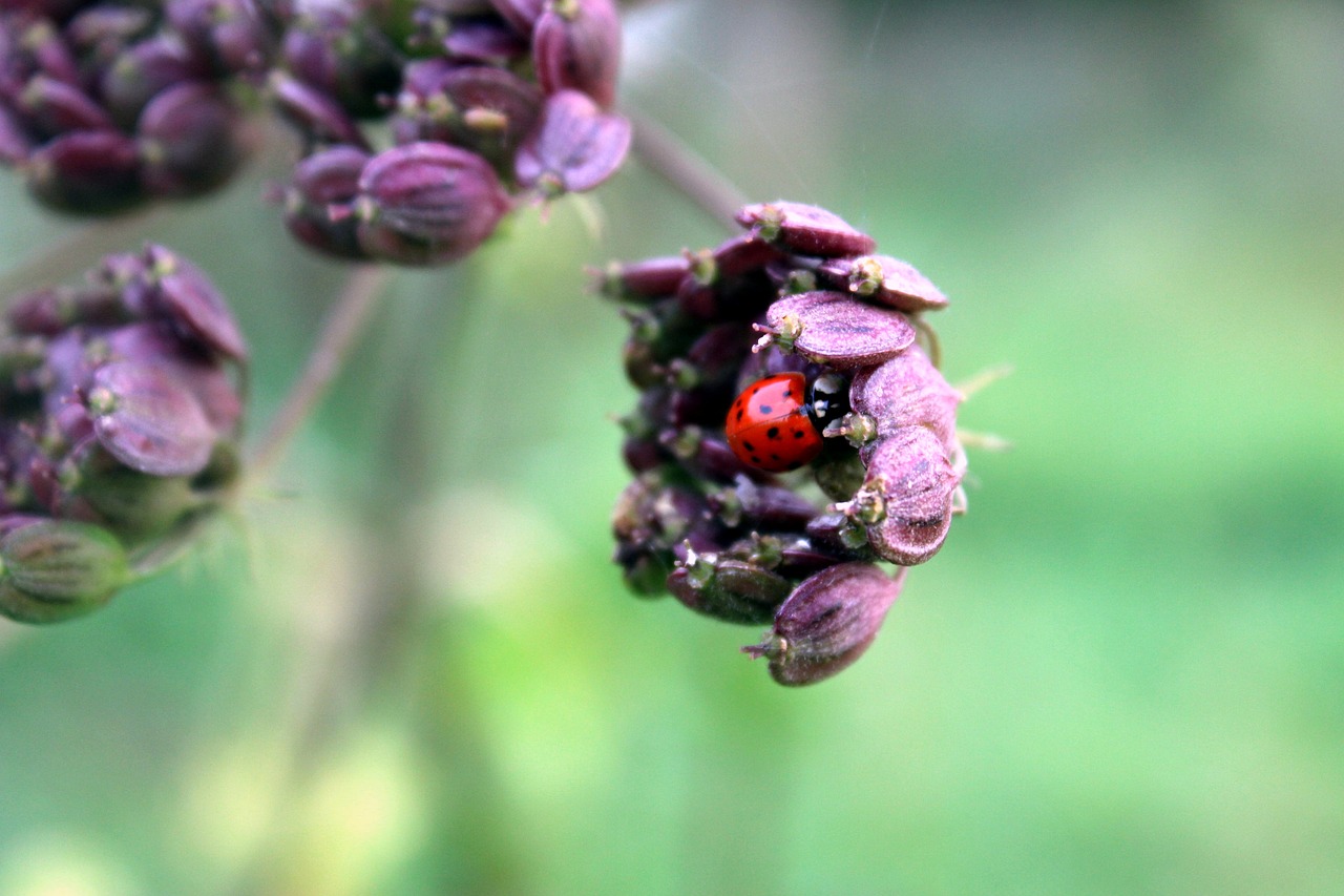 ladybug blossom bloom free photo