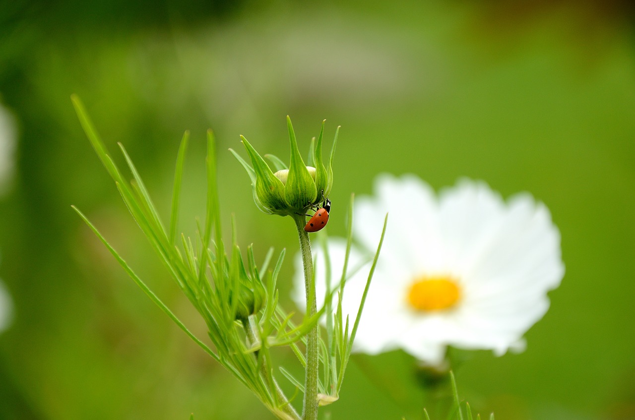 ladybug flower nature free photo