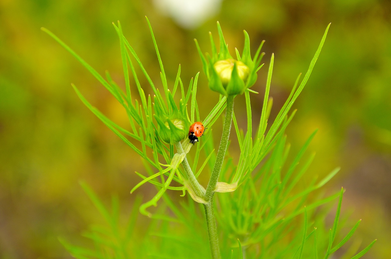 ladybug flower nature free photo