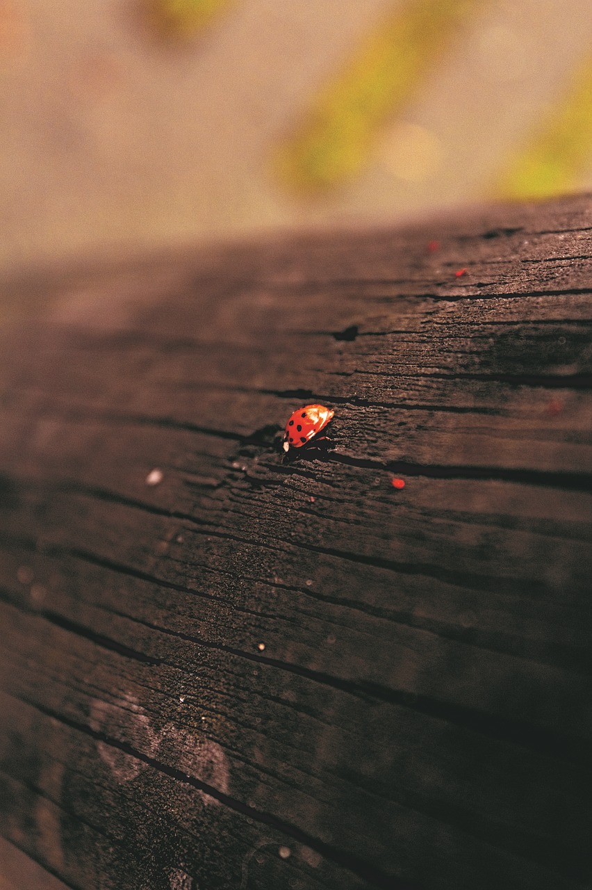 ladybug nature wood free photo