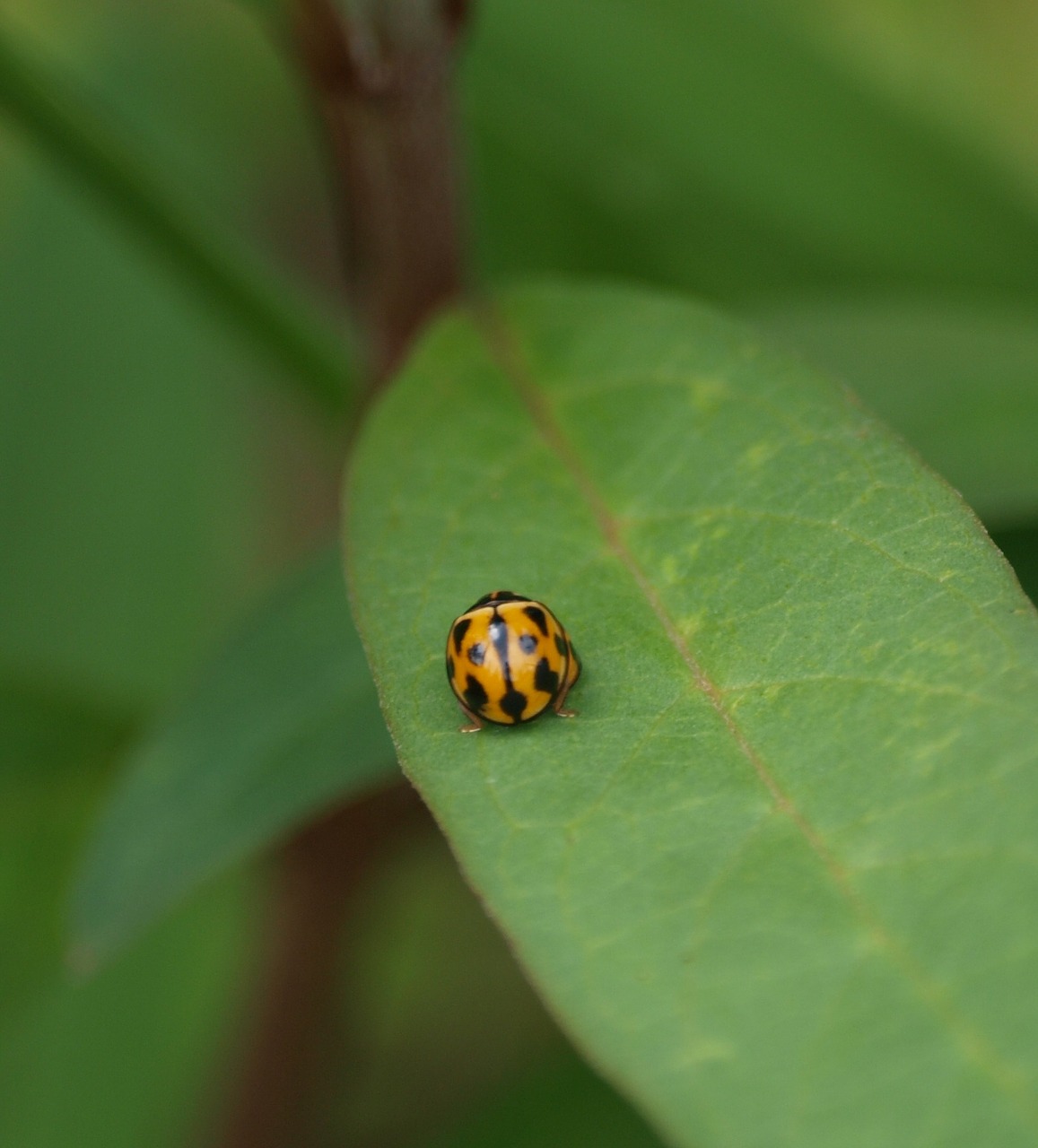 ladybug bug insect free photo